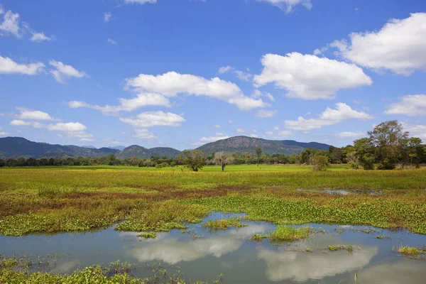 Sri lankan lago con loto Fotos de stock libres de derechos