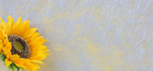 Sunflower, detail, background — Stock Photo, Image