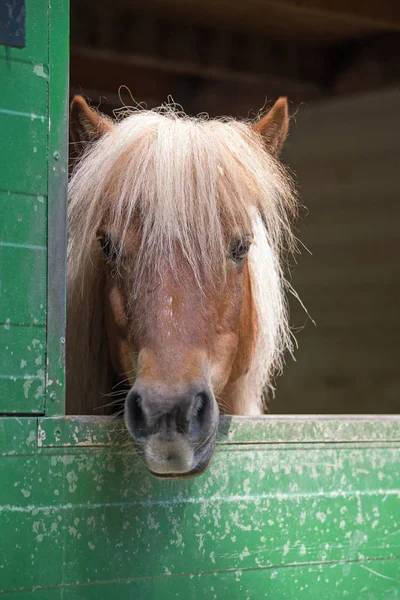 Shetland pony in een stal — Stockfoto