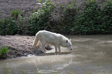Beyaz kutup kurt (Canis lupus arctos)