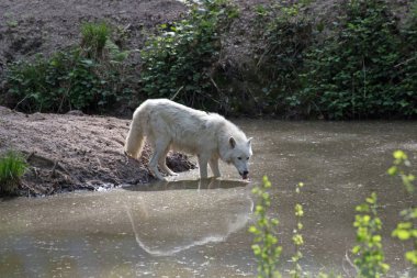 Beyaz kutup kurt (Canis lupus arctos)