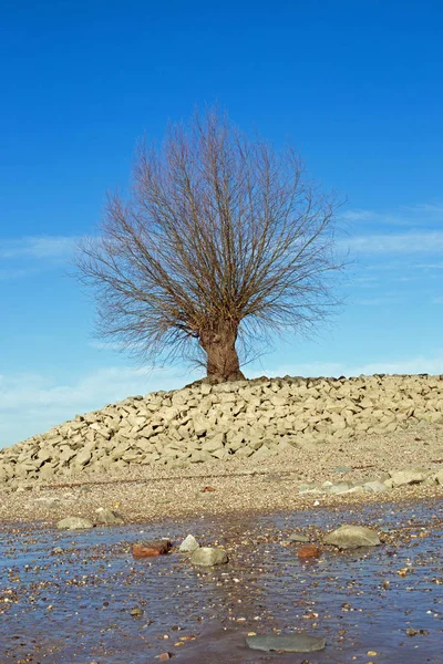 Strom na břehu Rýnu (Rhein) — Stock fotografie