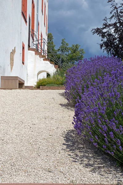 Lavendel blüht auf einem Fußweg — Stockfoto