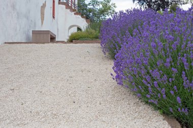 Bir patika üzerinde çiçek açan lavanta