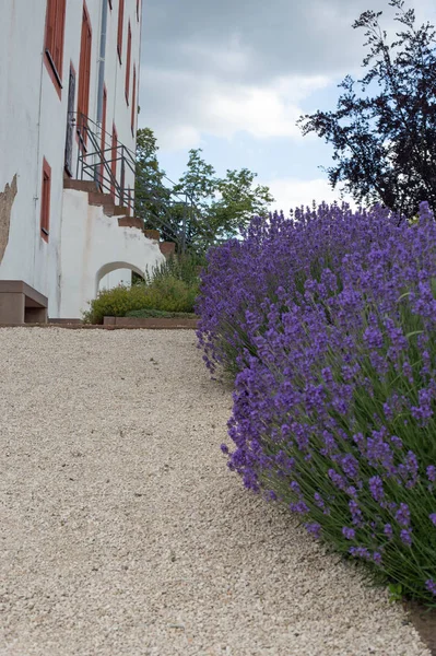 Lavanda floreciente en un sendero —  Fotos de Stock