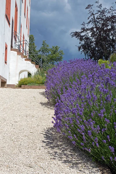 Lavanda floreciente en un sendero —  Fotos de Stock