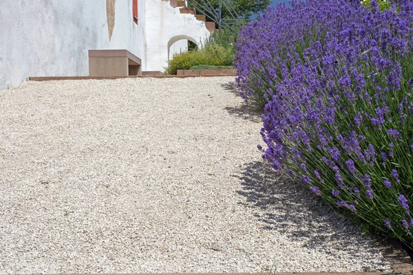 Lavanda floreciente en un sendero —  Fotos de Stock