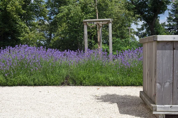 Lavanda floreciente y cubo de madera —  Fotos de Stock