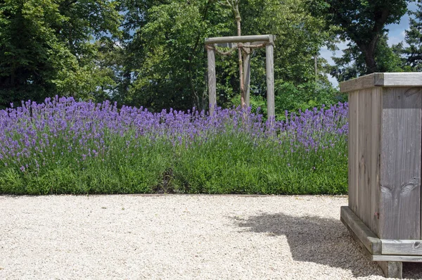 Kvetoucí levandule a dřevěné vědro — Stock fotografie