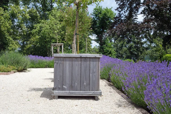 Lavanda floreciente y cubo de madera —  Fotos de Stock