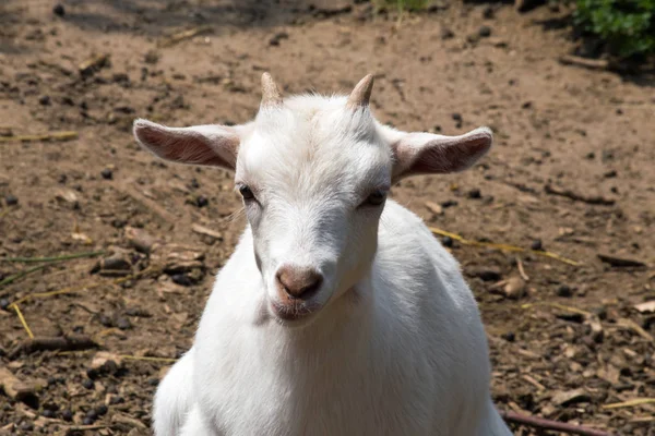 Afrikanska dvärg getter — Stockfoto