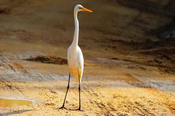 Airone bianco un parc d’yala — Photo