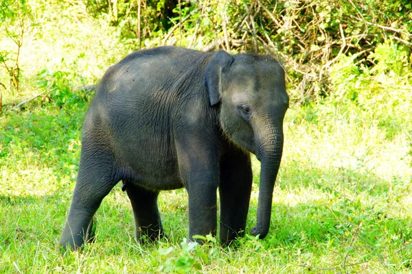 Elefante dello yala park — Stock Photo, Image