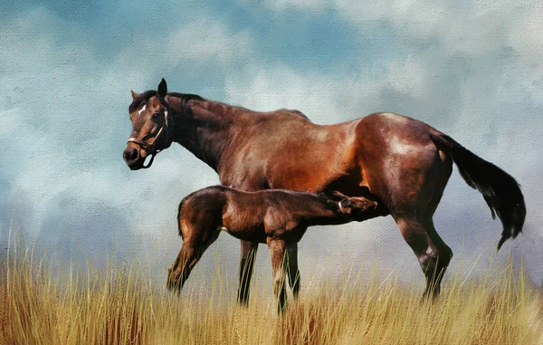 Poulain allaitant un cheval. Oeuvre texturée numérique . — Photo