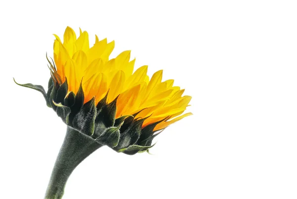Seitenansicht einer Sonnenblume auf Weiß mit Kopierraum. — Stockfoto
