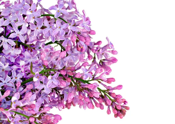 Piękny Wiosenny Liliowy Izolowany Białym Przestrzenią Kopiowania Świetny Obraz Karty — Zdjęcie stockowe
