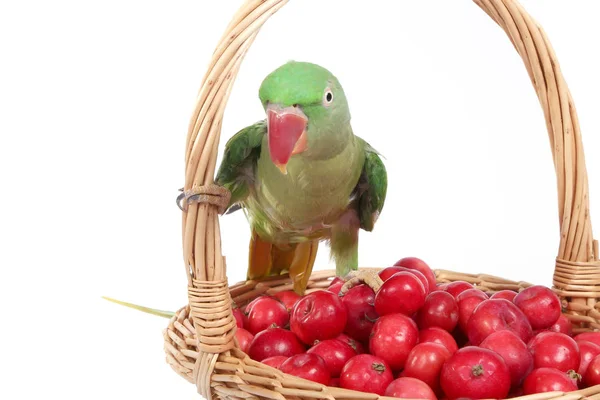 Big green ringed or Alexandrine parrot — Stock Photo, Image