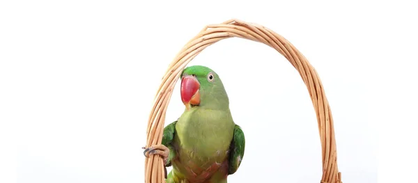 Grande ringed verde ou papagaio Alexandrina — Fotografia de Stock