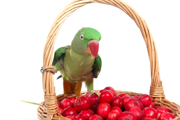 Grote groene geringde of alexandrine parrot — Stockfoto