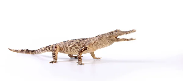 Crocodilo sobre um fundo branco — Fotografia de Stock