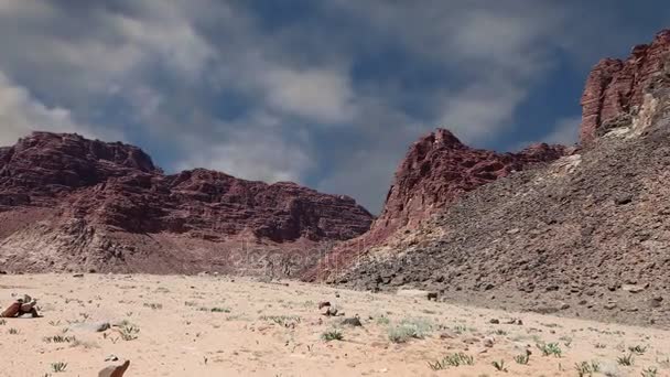 Gurun Wadi Rum, Yordania, Timur Tengah - juga dikenal sebagai Lembah Bulan adalah sebuah lembah yang dipotong menjadi batu pasir dan batu granit di selatan Yordania 60 km sebelah timur Aqaba — Stok Video