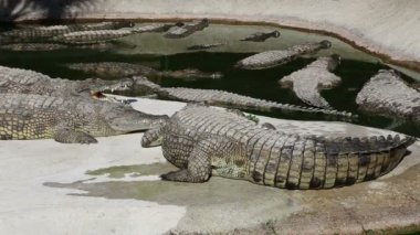 Büyük timsah ile sahne
