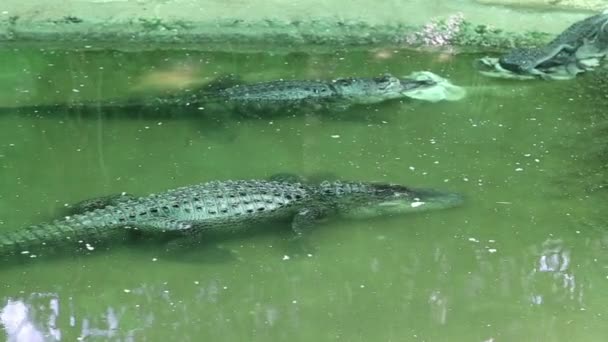 Cena com grande crocodilo — Vídeo de Stock