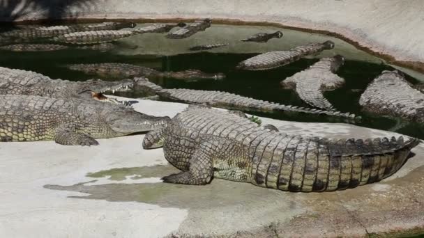 Сцена с большим крокодилом — стоковое видео
