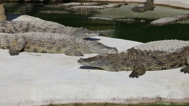 Scène avec un grand crocodile 