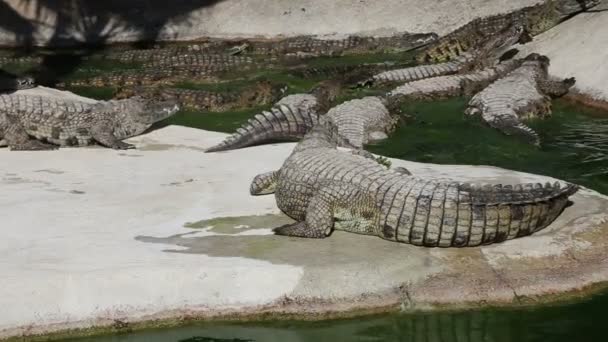 Scène avec un grand crocodile 