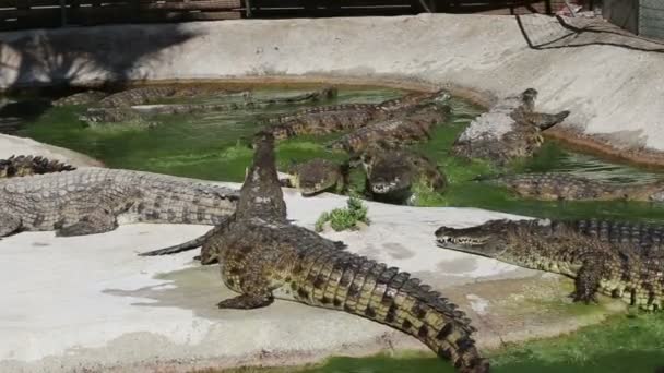 Scène avec un grand crocodile — Video