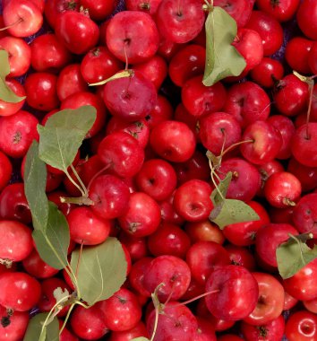 taze küçük kırmızı elma ile natürmort  