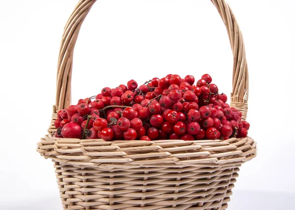 Red rowan berries , isolated on white background — Stock Photo, Image