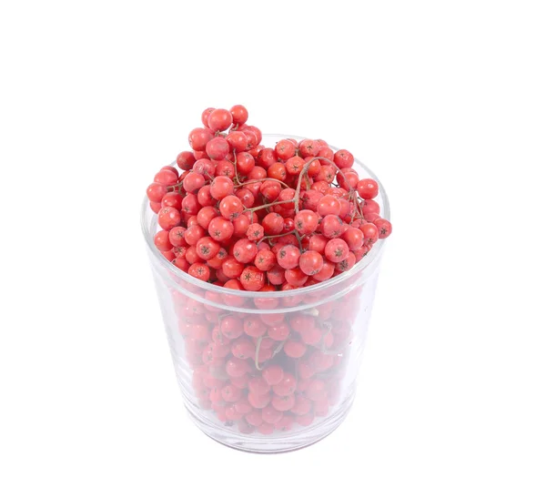 Красные рябины ягод, выделенные на белом фоне — стоковое фото