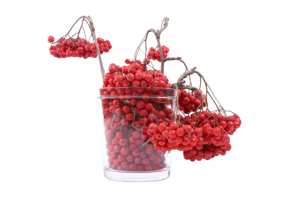 Rote Vogelbeeren, isoliert auf weißem Hintergrund — Stockfoto