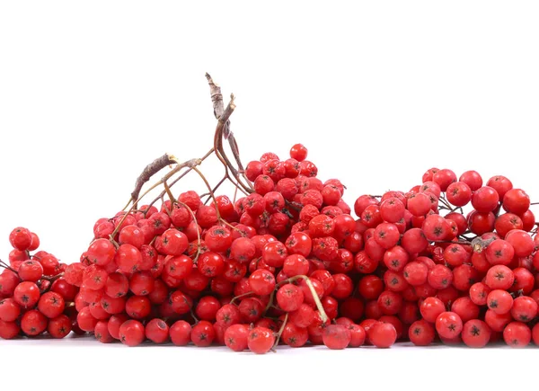 Czerwona jarzębina jagody, izolowana na białym tle — Zdjęcie stockowe