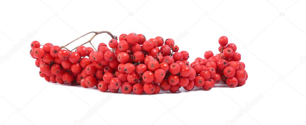 red rowan berries , isolated on white background  