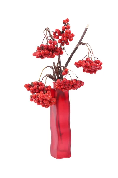 Rote Vogelbeeren in einer farbigen Vase, isoliert auf weißem Hintergrund — Stockfoto