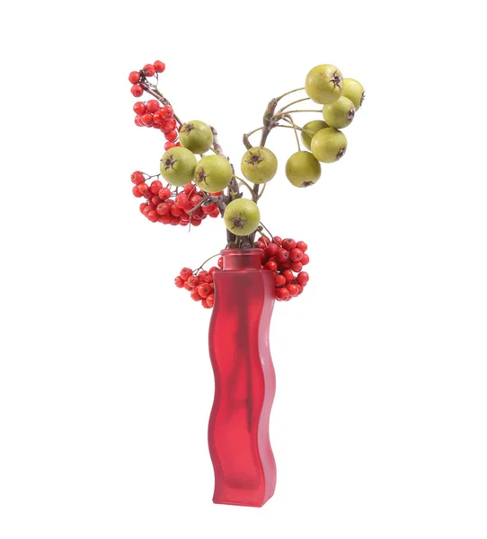 Natura morta con bacche di sorbo rosse naturali fresche e piccole pere verdi in un vaso colorato, isolato su sfondo bianco — Foto Stock