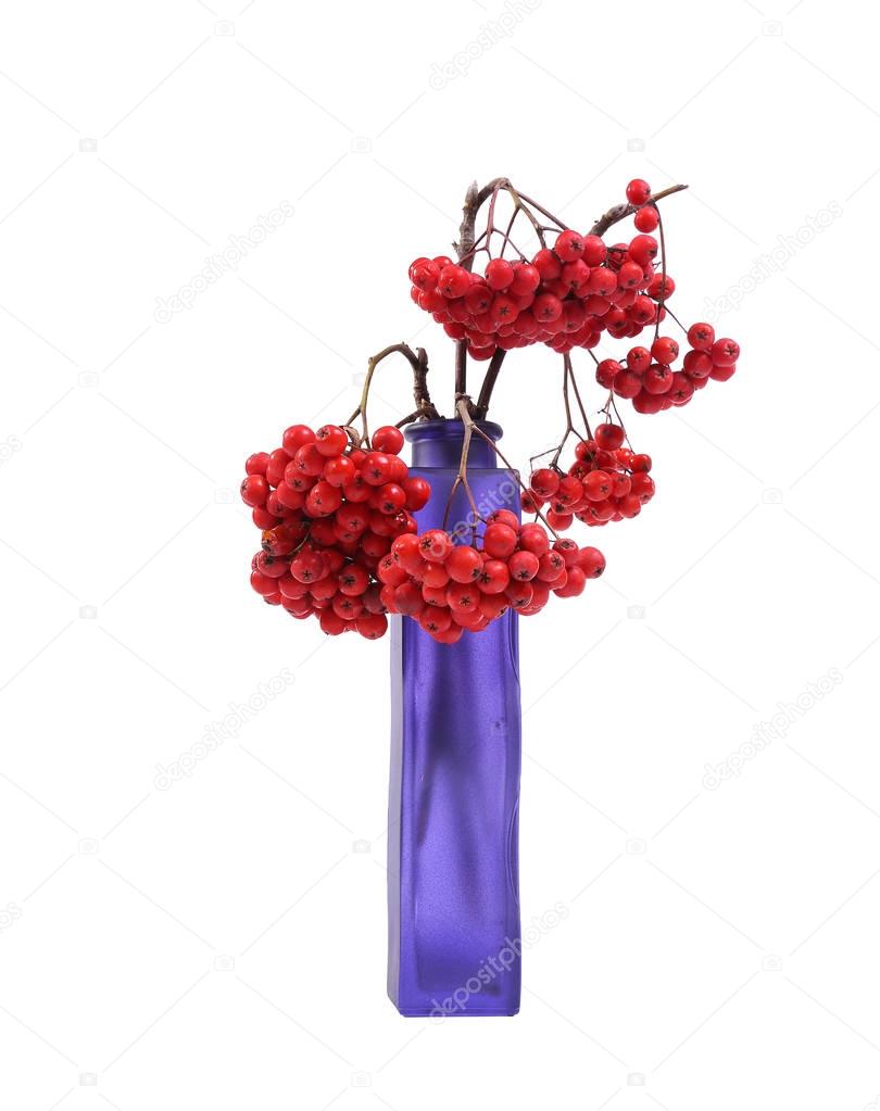 red rowan berries In a colored vase, isolated on white background  