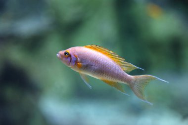 Vahşi balık büyük güzel akvaryum, VDKNh Moskvarium köşk - Europe deniz akvaryum içinde en büyük ve Eğlence Merkezi, Moskova, Rusya Federasyonu  