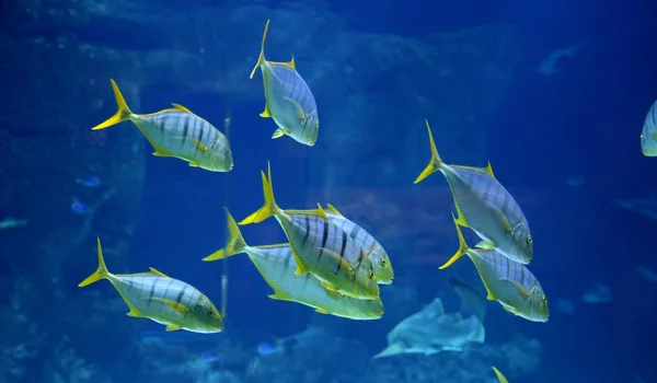 Wild fish in a huge beautiful aquarium, VDNKh Moskvarium pavillion - the biggest in Europe sea aquarium and entertainment center, Moscow, Russia — Stock Photo, Image