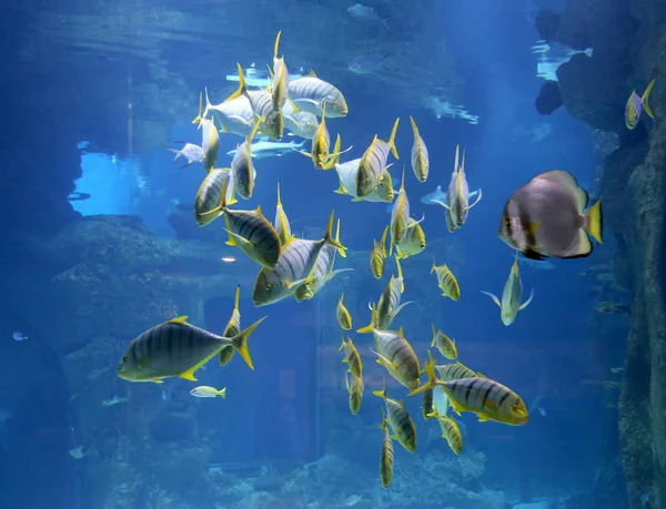 Wild fish in a huge beautiful aquarium, VDNKh Moskvarium pavillion - the biggest in Europe sea aquarium and entertainment center, Moscow, Russia — Stock Photo, Image