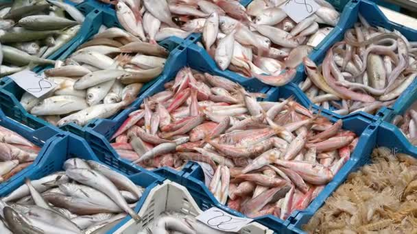 Φρέσκο Ψάρι Που Ορίζονται Μια Αγορά Ken Καίει Επίδραση — Αρχείο Βίντεο