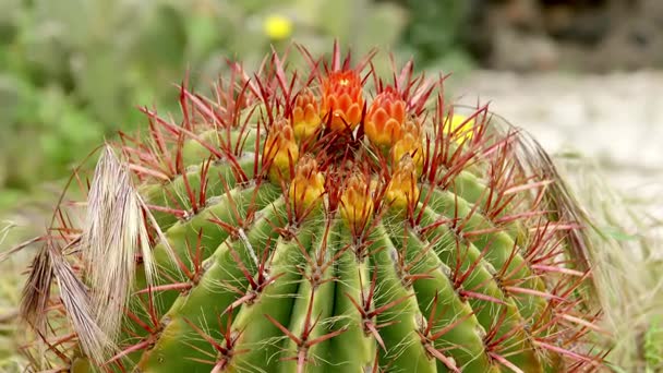 Cactus Primo Piano Condizioni Naturali Ken Brucia Effetto — Video Stock