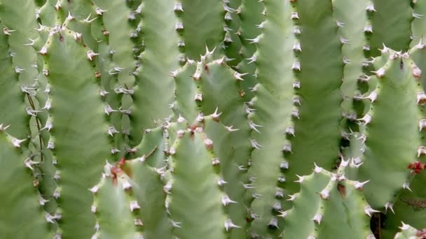 Cactus Primer Plano Condiciones Naturales Ken Quema Efecto — Vídeos de Stock