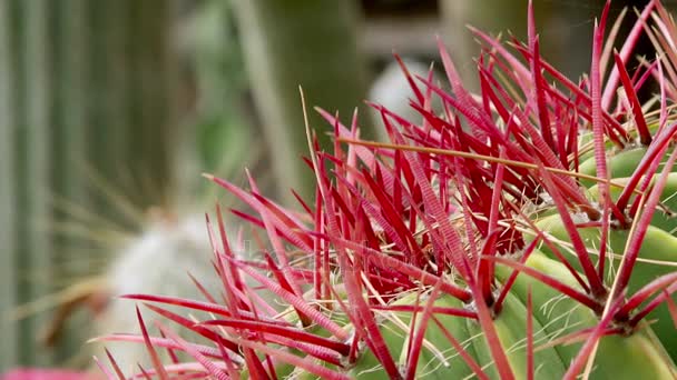 Cactus Primer Plano Condiciones Naturales Ken Quema Efecto — Vídeo de stock