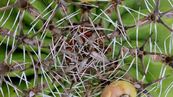 Cactus Primer Plano Condiciones Naturales Ken Quema Efecto — Vídeo de stock