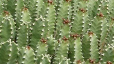 kaktüsler closeup doğal koşullarda (Ken etkisi yakar)  