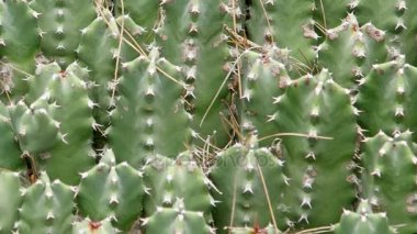 kaktüsler closeup doğal koşullarda (Ken etkisi yakar)  